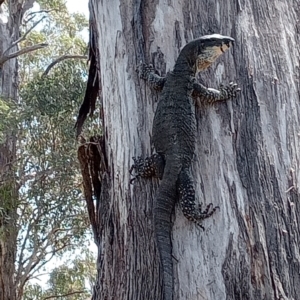 Varanus varius at Bellmount Forest, NSW - 11 Dec 2022