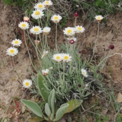 Leucochrysum albicans subsp. tricolor (Hoary Sunray) at Namadgi National Park - 5 Dec 2022 by RAllen