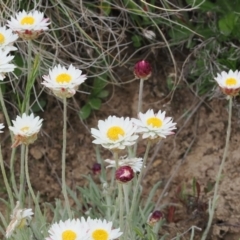 Leucochrysum albicans subsp. tricolor at Mount Clear, ACT - 5 Dec 2022