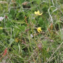 Diuris sp. (A Donkey Orchid) at Namadgi National Park - 5 Dec 2022 by RAllen