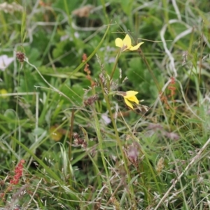 Diuris sp. at Mount Clear, ACT - 5 Dec 2022