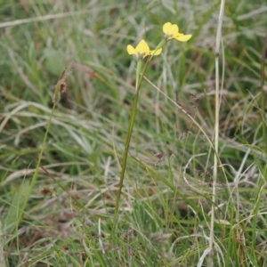 Diuris sp. at Mount Clear, ACT - suppressed