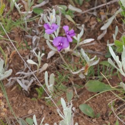 Swainsona behriana (Behr's Swainson-Pea) at Mount Clear, ACT - 5 Dec 2022 by RAllen