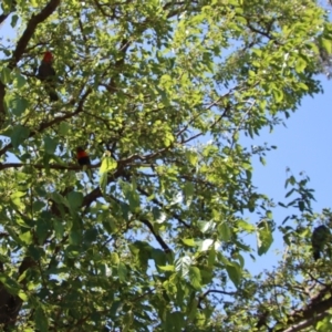 Callocephalon fimbriatum at Hughes, ACT - suppressed