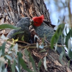 Callocephalon fimbriatum at Hughes, ACT - suppressed