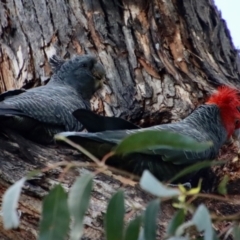 Callocephalon fimbriatum at Hughes, ACT - suppressed