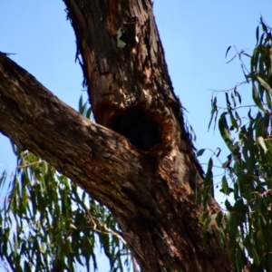 Callocephalon fimbriatum at Hughes, ACT - suppressed