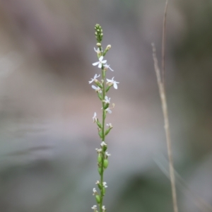 Stylidium sp. at Yackandandah, VIC - 11 Dec 2022