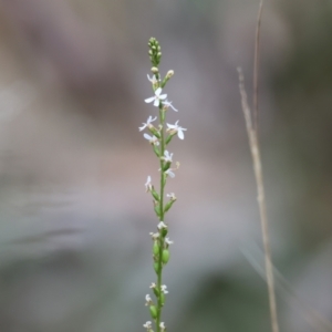 Stylidium sp. (Trigger Plant) at Yackandandah, VIC by KylieWaldon