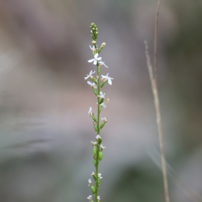 Stylidium sp. (Trigger Plant) at Yackandandah, VIC - 10 Dec 2022 by KylieWaldon