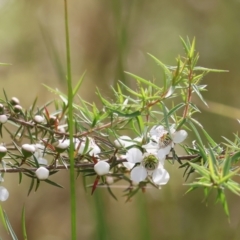 Leptospermum continentale (Prickly Teatree) at Yackandandah, VIC - 11 Dec 2022 by KylieWaldon