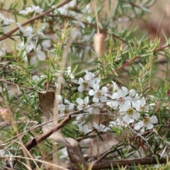 Leptospermum continentale at Yackandandah, VIC - 11 Dec 2022