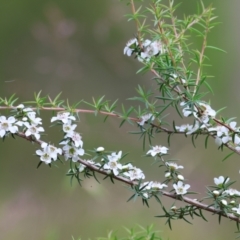 Leptospermum continentale at Yackandandah, VIC - 11 Dec 2022 09:05 AM