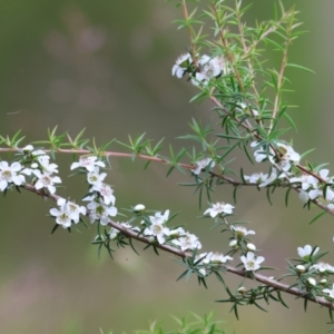 Leptospermum continentale at Yackandandah, VIC - 11 Dec 2022