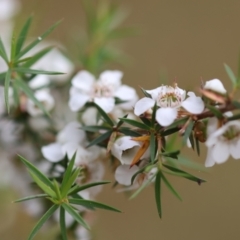 Leptospermum continentale at Yackandandah, VIC - 11 Dec 2022