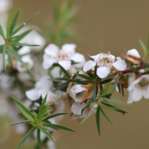 Leptospermum continentale at Yackandandah, VIC - 11 Dec 2022