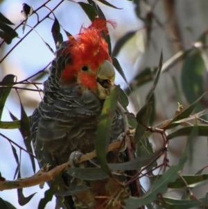 Callocephalon fimbriatum at Hughes, ACT - suppressed