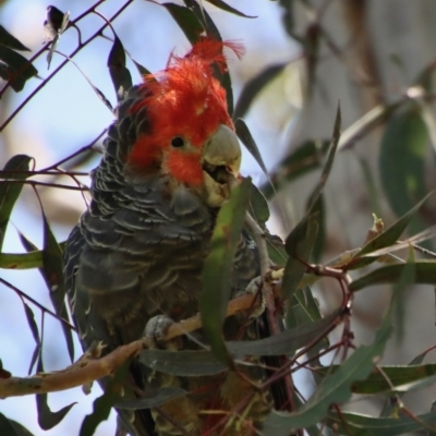 Callocephalon fimbriatum (Gang-gang Cockatoo) at Hughes, ACT - 11 Dec 2022 by LisaH