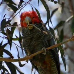 Callocephalon fimbriatum at Hughes, ACT - suppressed