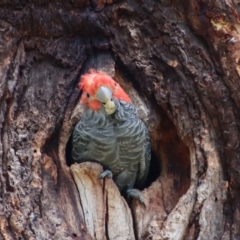 Callocephalon fimbriatum at Hughes, ACT - suppressed