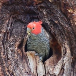 Callocephalon fimbriatum at Hughes, ACT - suppressed