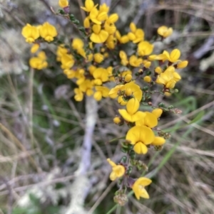 Bossiaea foliosa at Mount Clear, ACT - 6 Dec 2022