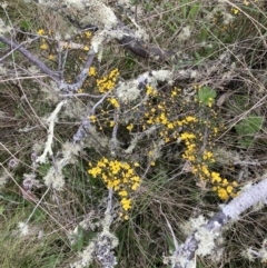 Bossiaea foliosa at Mount Clear, ACT - 6 Dec 2022