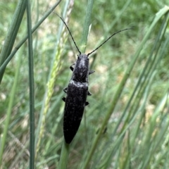 Paracrepidomenus filiformis (Click beetle) at Cotter River, ACT - 9 Dec 2022 by Pirom
