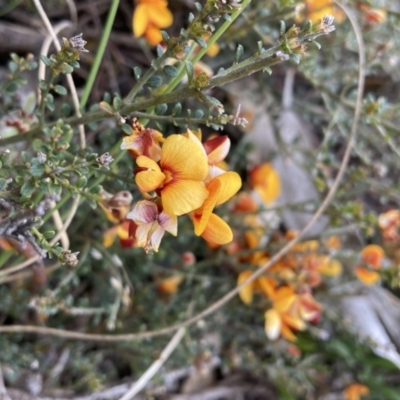 Mirbelia oxylobioides (Mountain Mirbelia) at Namadgi National Park - 6 Dec 2022 by waltraud
