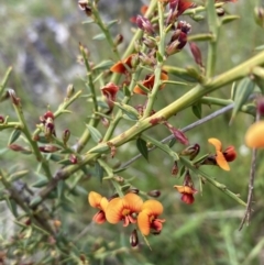 Daviesia ulicifolia subsp. ruscifolia (Broad-leaved Gorse Bitter Pea) at Mount Clear, ACT - 6 Dec 2022 by waltraud
