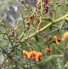 Daviesia ulicifolia subsp. ruscifolia (Broad-leaved Gorse Bitter Pea) at Namadgi National Park - 6 Dec 2022 by waltraud