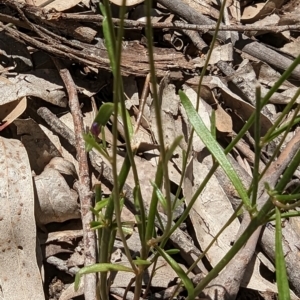 Linaria pelisseriana at Throsby, ACT - 11 Dec 2022 12:18 PM