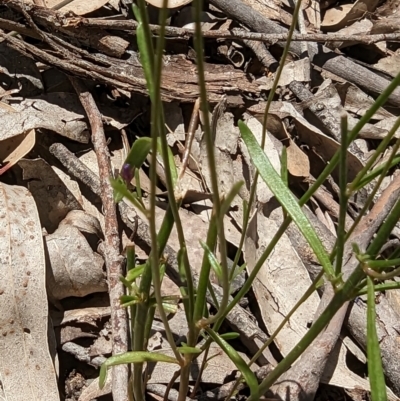 Linaria pelisseriana (Pelisser's Toadflax) at Mulligans Flat - 11 Dec 2022 by stofbrew