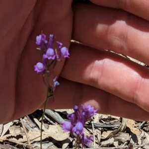 Linaria pelisseriana at Throsby, ACT - 11 Dec 2022 12:18 PM