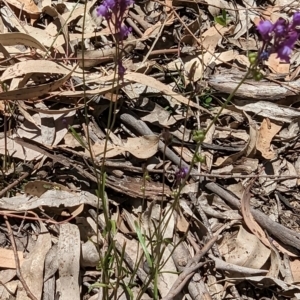 Linaria pelisseriana at Throsby, ACT - 11 Dec 2022 12:18 PM