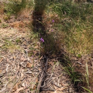 Linaria pelisseriana at Throsby, ACT - 11 Dec 2022 12:18 PM