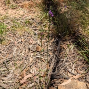 Linaria pelisseriana at Throsby, ACT - 11 Dec 2022 12:18 PM