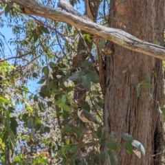 Philemon corniculatus (Noisy Friarbird) at Mulligans Flat - 11 Dec 2022 by stofbrew