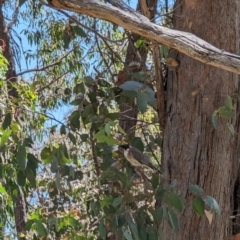 Philemon corniculatus at Forde, ACT - 11 Dec 2022