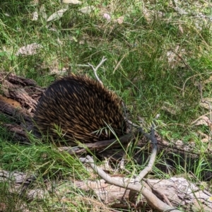 Tachyglossus aculeatus at Forde, ACT - 11 Dec 2022 12:11 PM