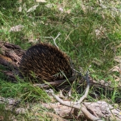 Tachyglossus aculeatus (Short-beaked Echidna) at Forde, ACT - 11 Dec 2022 by stofbrew
