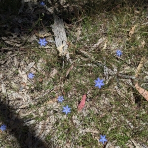 Wahlenbergia sp. at Throsby, ACT - 11 Dec 2022