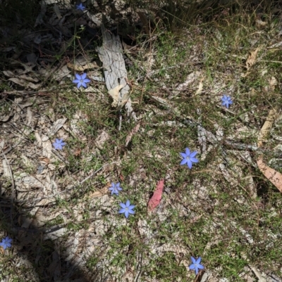 Wahlenbergia sp. (Bluebell) at Mulligans Flat - 11 Dec 2022 by stofbrew