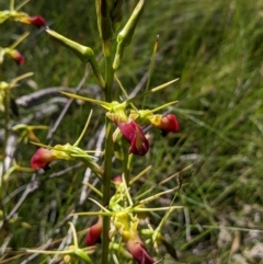 Cryptostylis subulata (Cow Orchid) at One Track For All - 10 Dec 2022 by Marchien