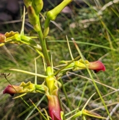 Cryptostylis subulata at Ulladulla, NSW - suppressed