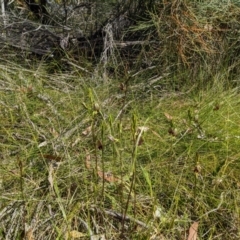 Cryptostylis erecta (Bonnet Orchid) at Ulladulla Reserves Bushcare - 10 Dec 2022 by Marchien