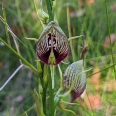 Cryptostylis erecta at Ulladulla, NSW - suppressed