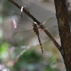 Adversaeschna brevistyla (Blue-spotted Hawker) at Cook, ACT - 11 Dec 2022 by Tammy