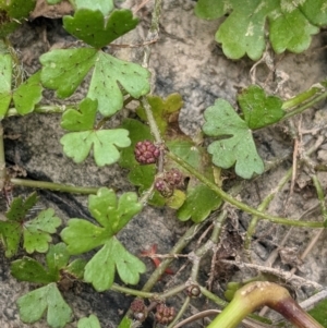 Hydrocotyle tripartita at Currawang, NSW - 11 Dec 2022