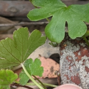 Hydrocotyle tripartita at Currawang, NSW - 11 Dec 2022